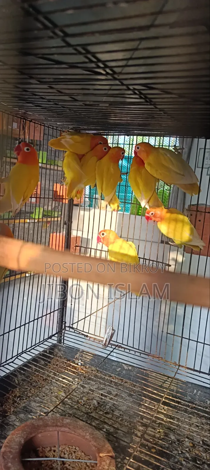 Yellow Fischer Love Birds