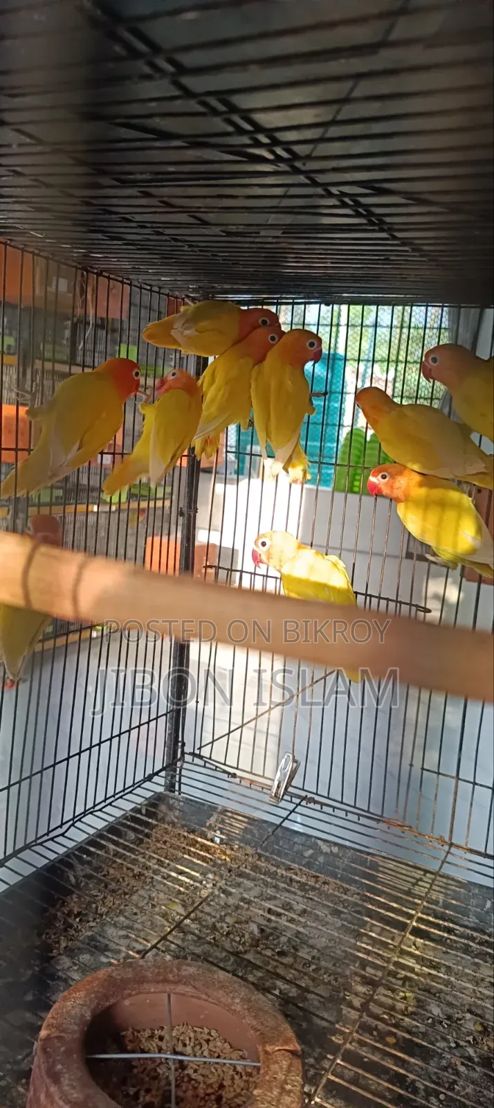 Yellow Fischer Love Birds