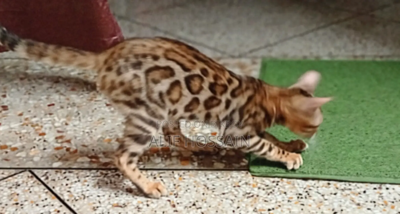 6-12 months Female Purebred Bengal