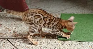 6-12 months Female Purebred Bengal