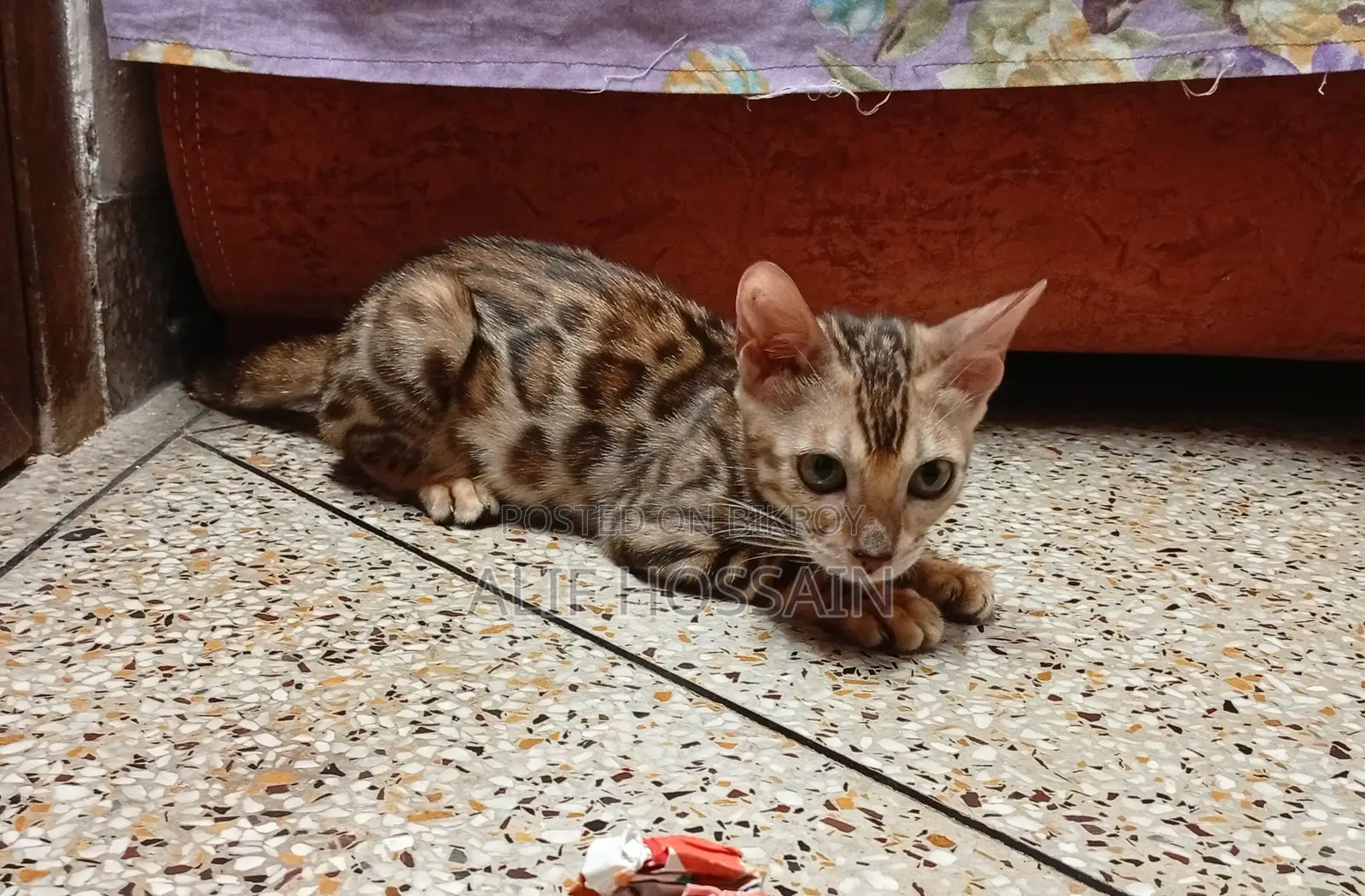 6-12 months Female Purebred Bengal