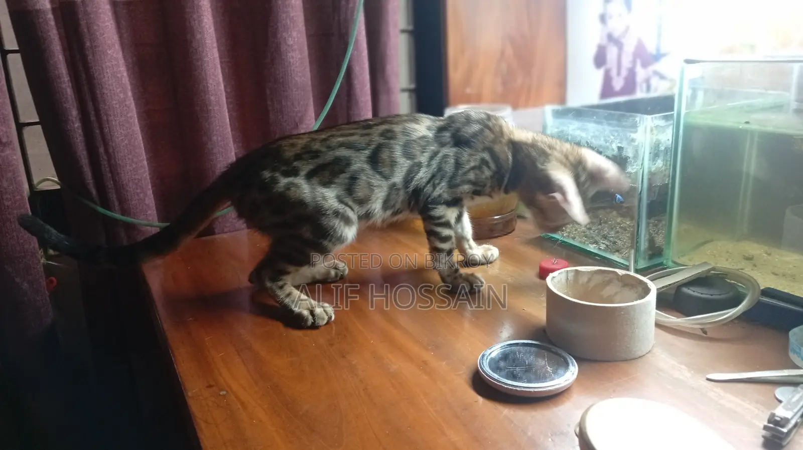 6-12 months Female Purebred Bengal