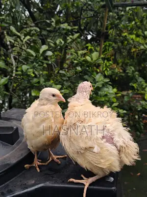 ইউরোপিয়ান হোয়াইট জায়ান্ট কটোনিক্স কোয়েল