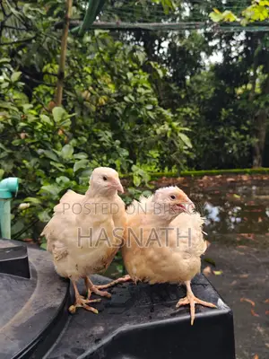 ইউরোপিয়ান হোয়াইট জায়ান্ট কটোনিক্স কোয়েল