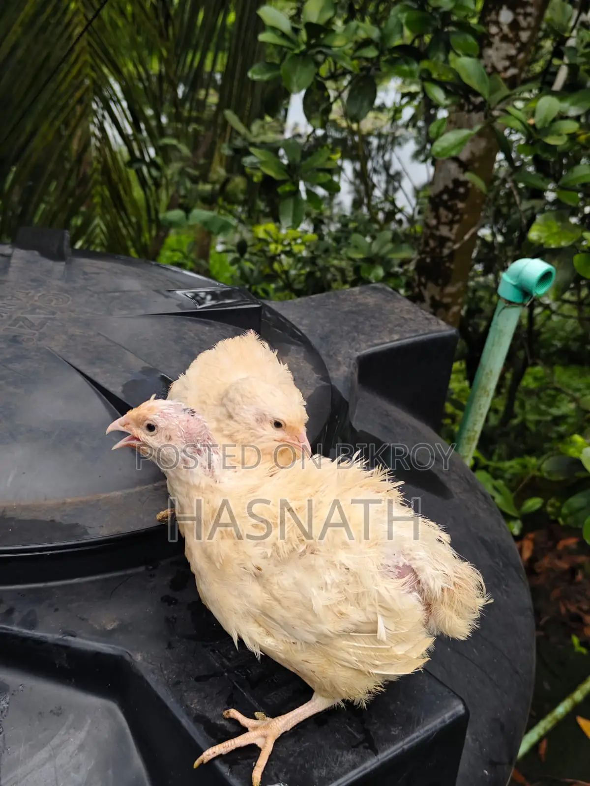 ইউরোপিয়ান হোয়াইট জায়ান্ট কটোনিক্স কোয়েল