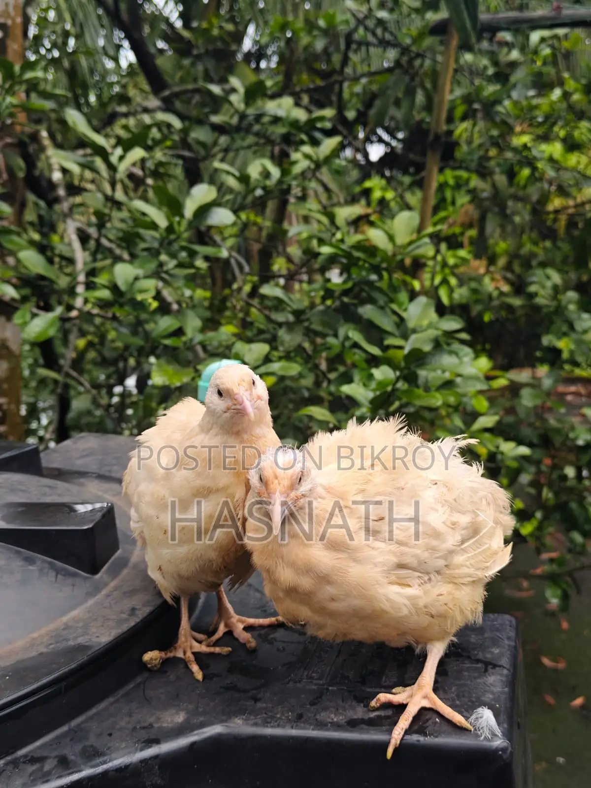 ইউরোপিয়ান হোয়াইট জায়ান্ট কটোনিক্স কোয়েল