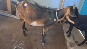 ছাগল বাচ্চা সহ
