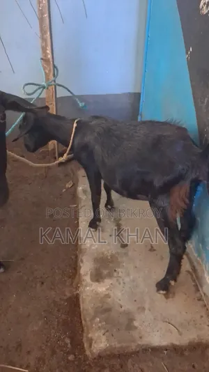 ছাগল বাচ্চা সহ