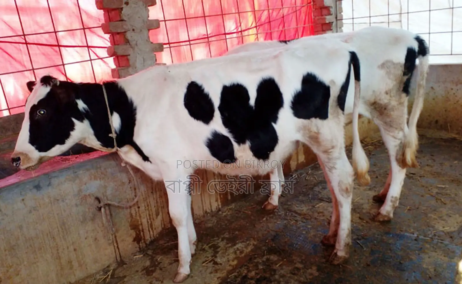১৫০৭নং ভালো জাতের ২টি বকনা বাছুর কিনুন।