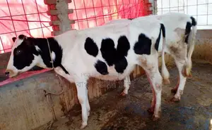 ১৫০৭নং ভালো জাতের ২টি বকনা বাছুর কিনুন।