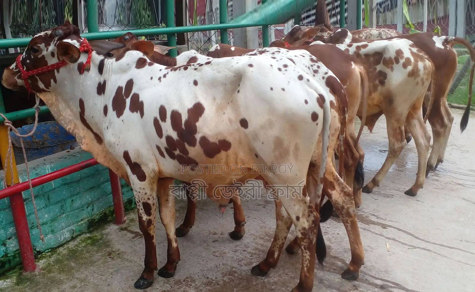 ১৫০৮ নং ভালো জাতের ৫টি এড়ে ষাঁড় কিনুন।