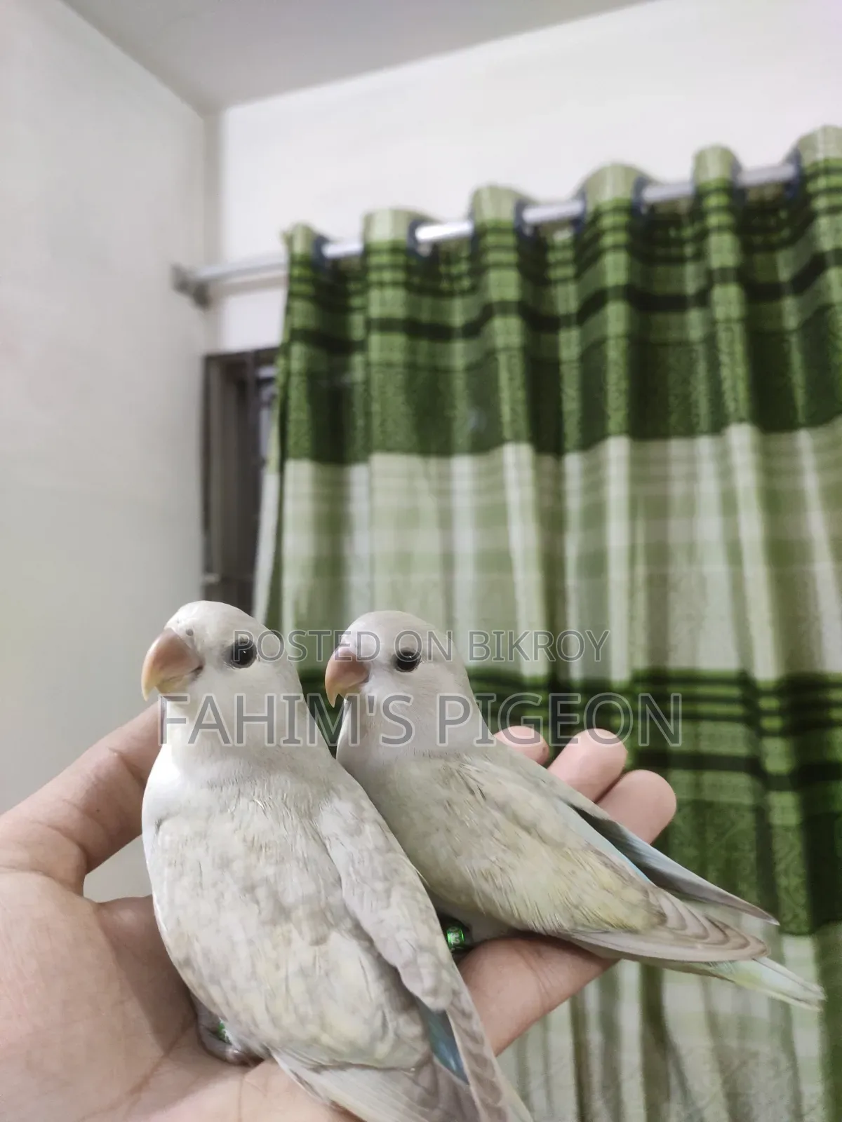 Love Bird Tame Baby Pair