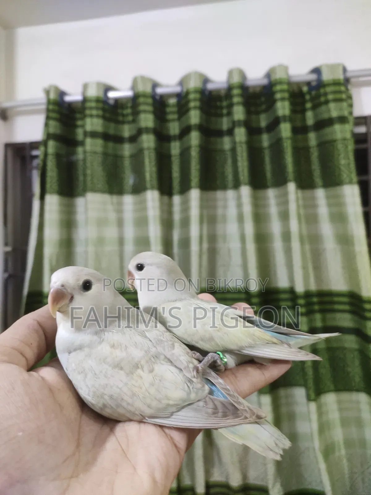 Love Bird Tame Baby Pair