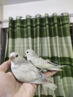Love Bird Tame Baby Pair