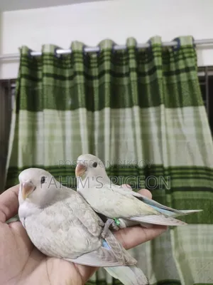 Love Bird Tame Baby Pair