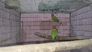 লাবভার্ড বিক্রি করা হবে