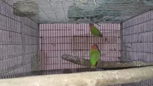 লাবভার্ড বিক্রি করা হবে