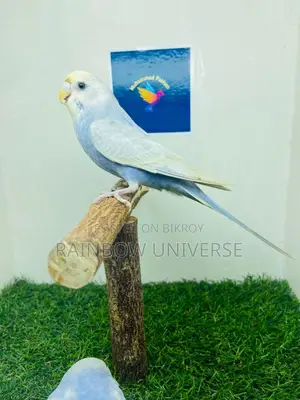 Top Quality Rainbow 1pair