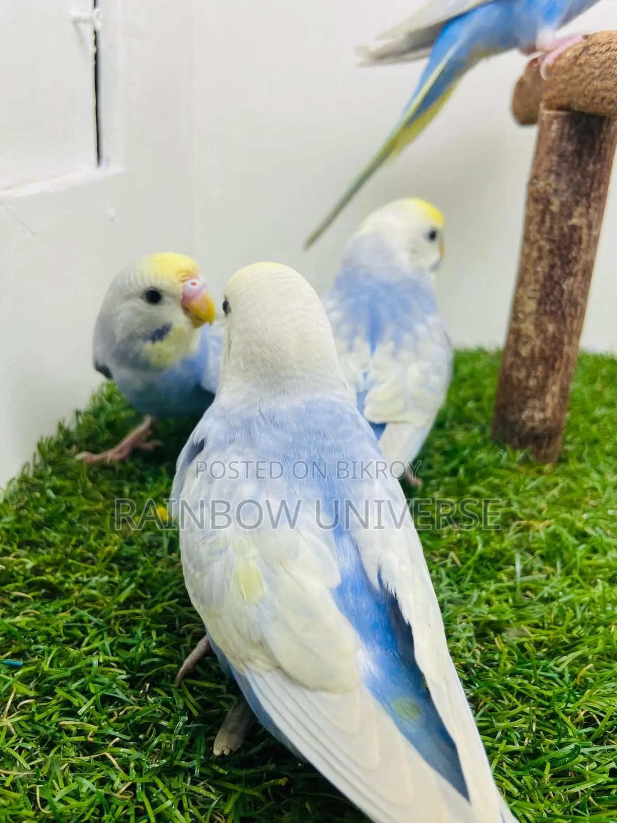 Top Quality 2 Pair Semi Adult Rainbow