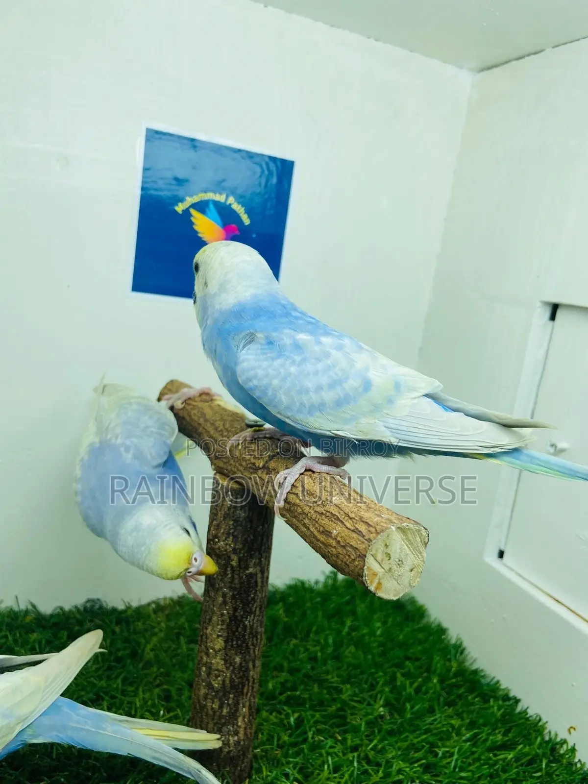 Top Quality 2 Pair Semi Adult Rainbow