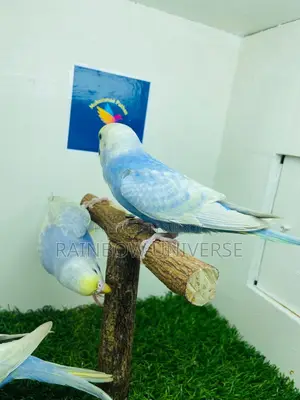 Top Quality 2 Pair Semi Adult Rainbow