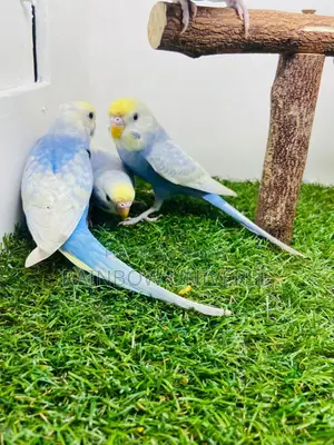 Top Quality 2 Pair Semi Adult Rainbow