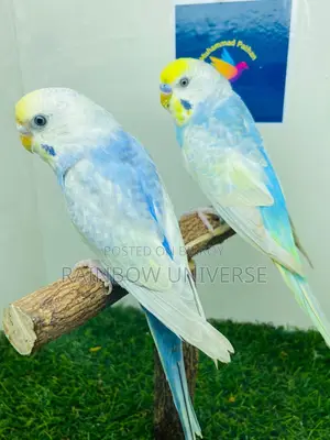 Top Quality 1 Pair Rainbow