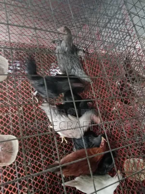 দেশি মুরগি দেখতে অনেক সুন্দর