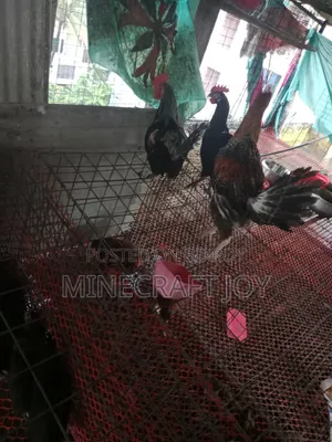 দেশি মুরগি দেখতে অনেক সুন্দর