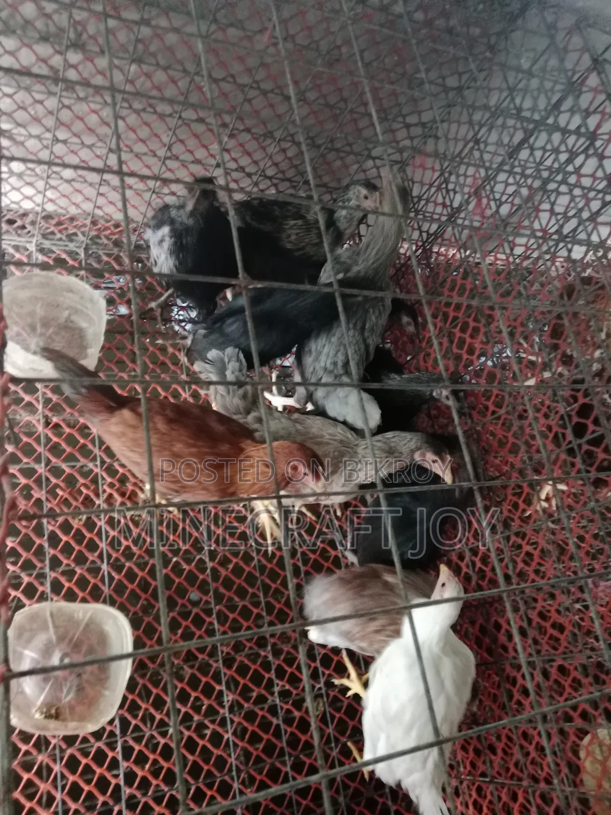 দেশি মুরগি দেখতে অনেক সুন্দর