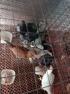 দেশি মুরগি দেখতে অনেক সুন্দর