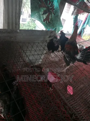 দেশি মুরগি দেখতে অনেক সুন্দর