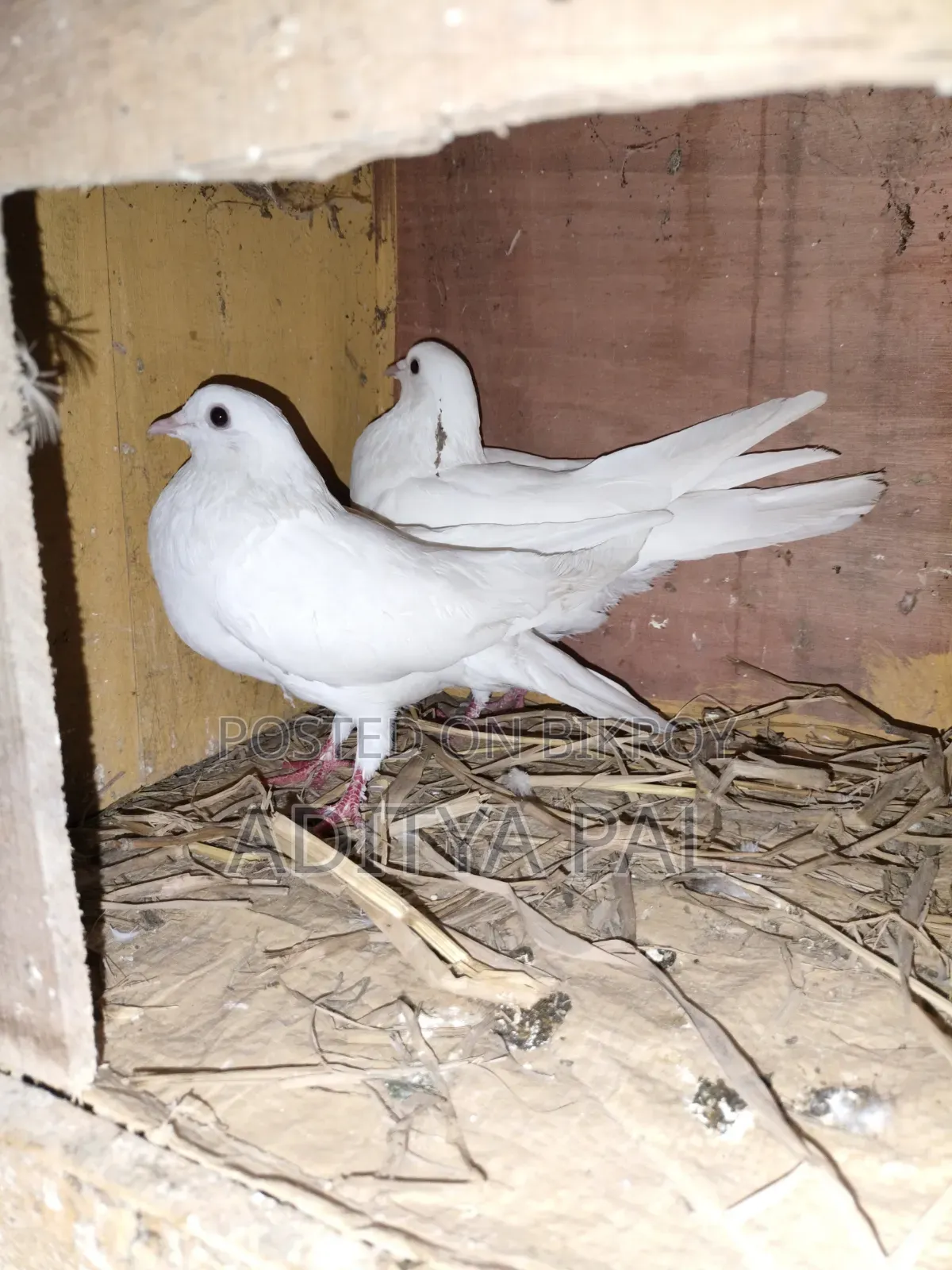 সাদা কবুতর