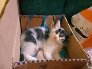 1-3 months Female Mixed Breed Persian