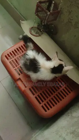 1-3 months Female Mixed Breed Persian