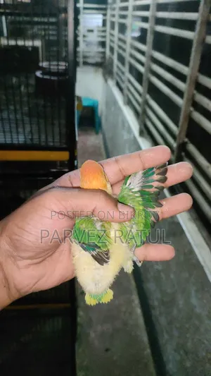 Love Bird Baby