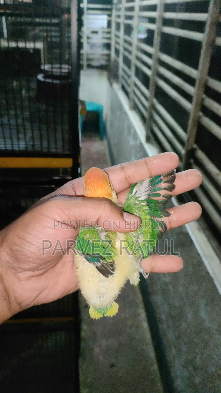 Love Bird Baby