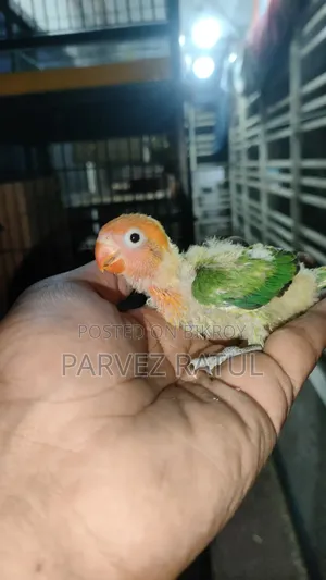 Love Bird Baby