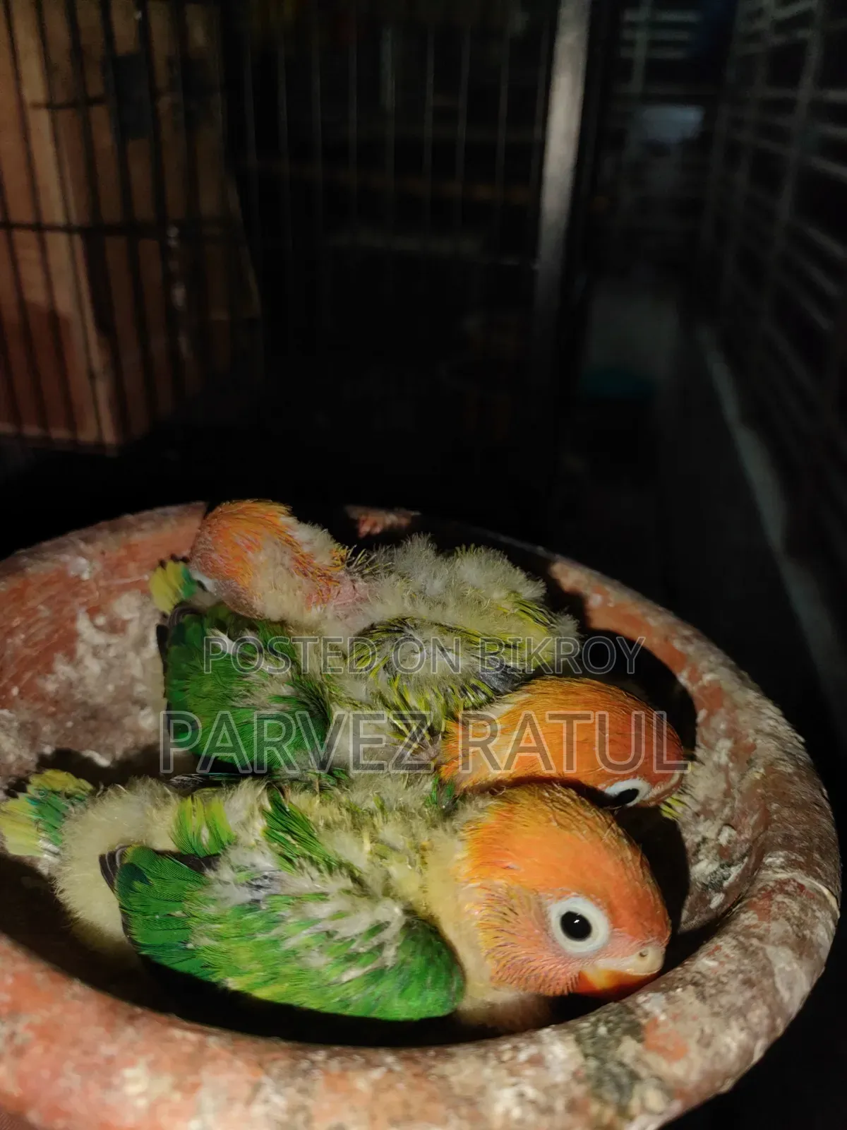 Love Bird Baby