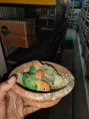 Love Bird Baby