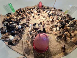 দেশি মুরগির বাচ্চা