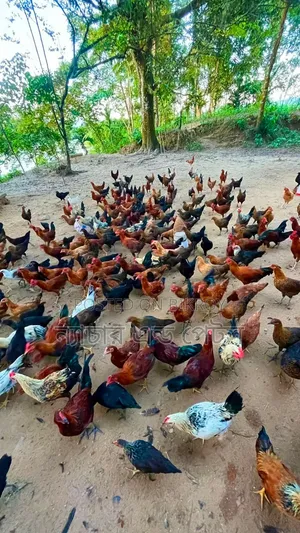 দেশি মুরগির বাচ্চা