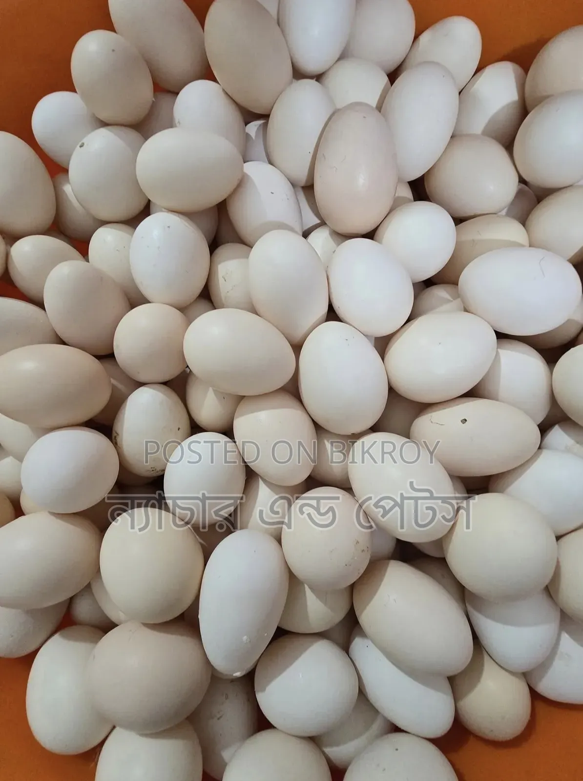 দেশি মুরগির বাচ্চা