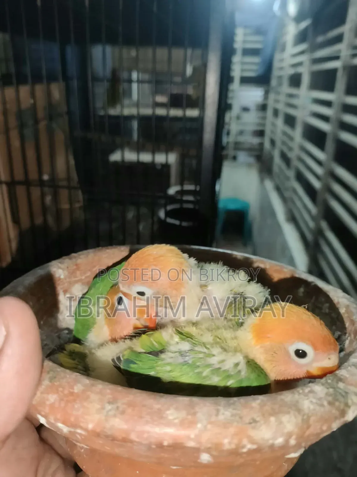 Love Bird Baby