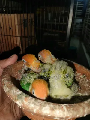 Love Bird Baby