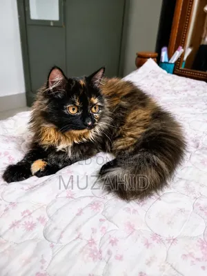 3-6 months Male Purebred Persian