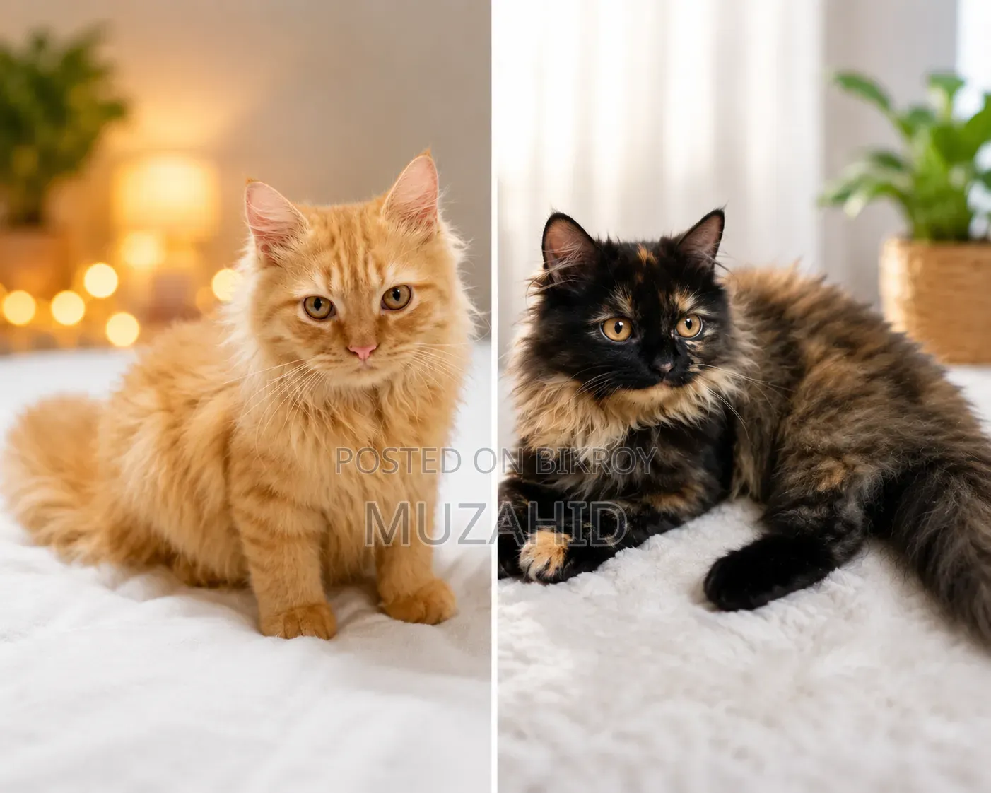 3-6 months Male Purebred Persian