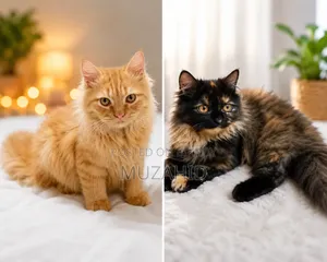 3-6 months Male Purebred Persian