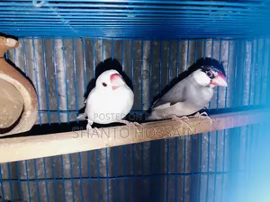 যাভা পাখি জোড়া বিক্রি করা হবে