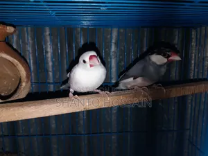 যাভা পাখি জোড়া বিক্রি করা হবে